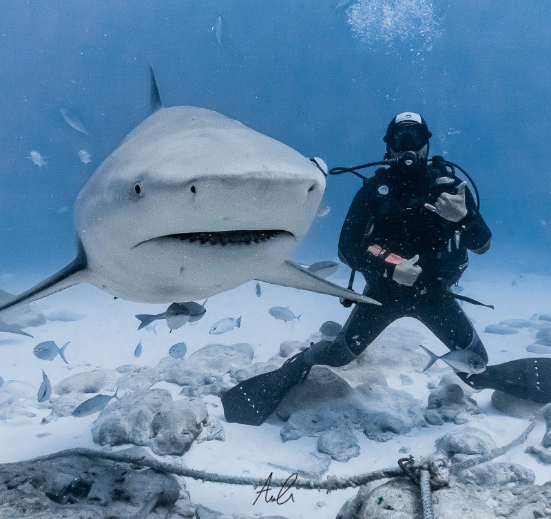 requins bulldog playa del carmen
