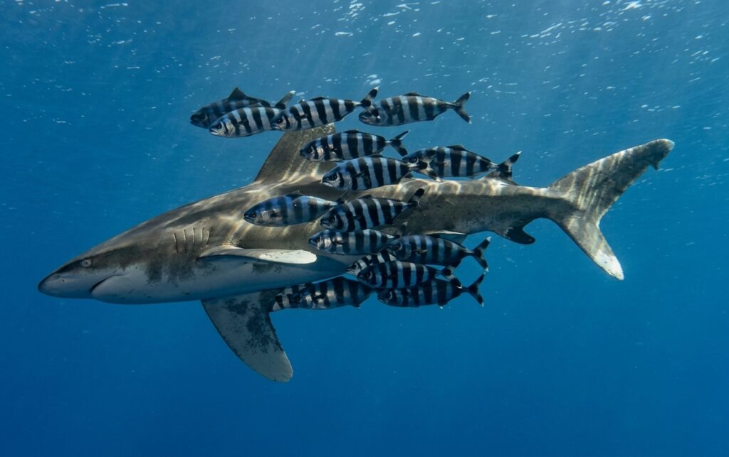Requin océanique longimanus