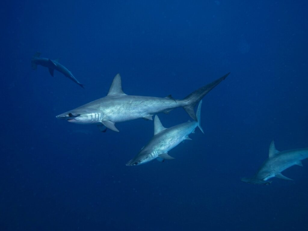 Requins-marteaux à Daedalus