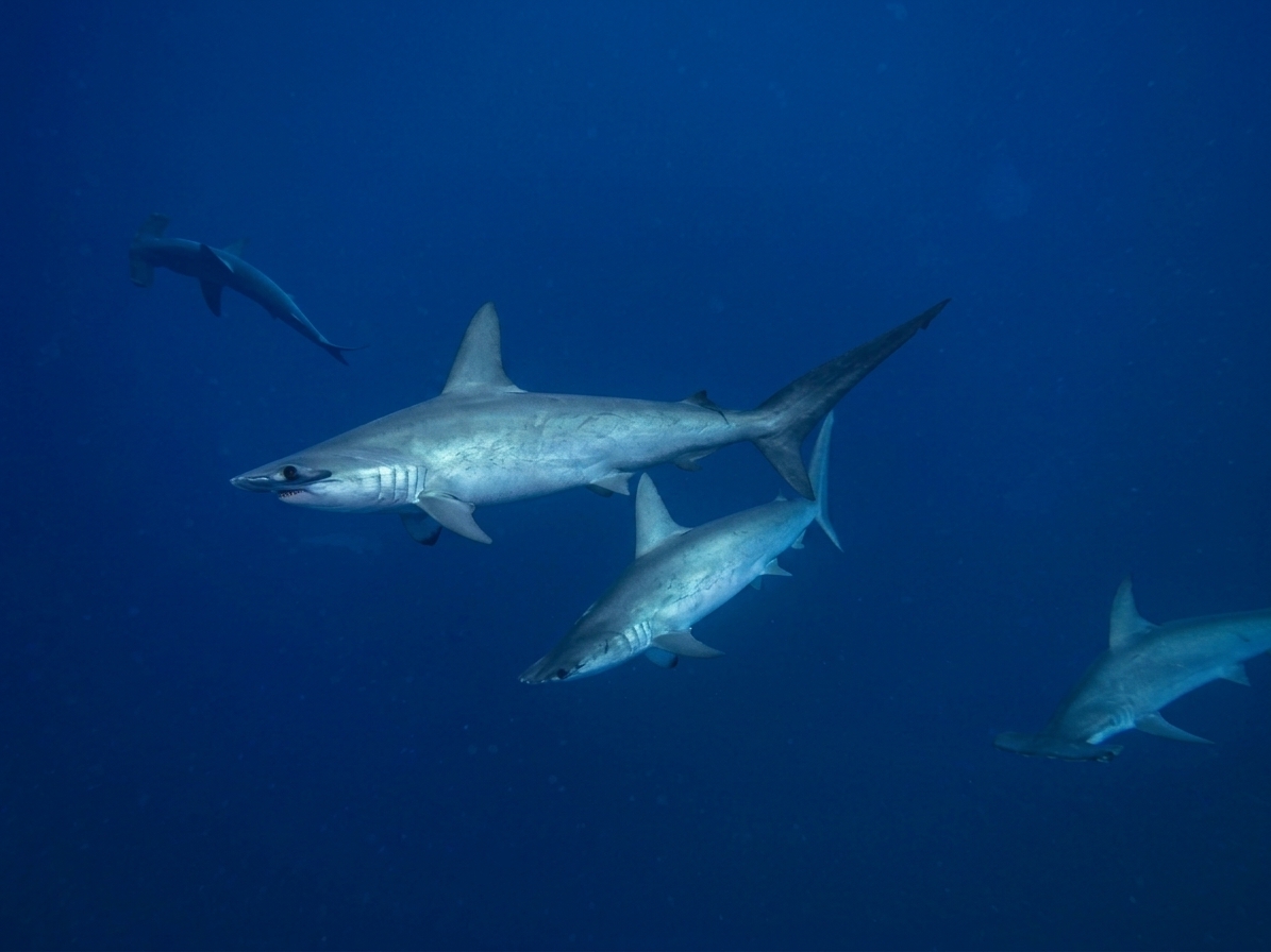 Requins-marteaux à Daedalus