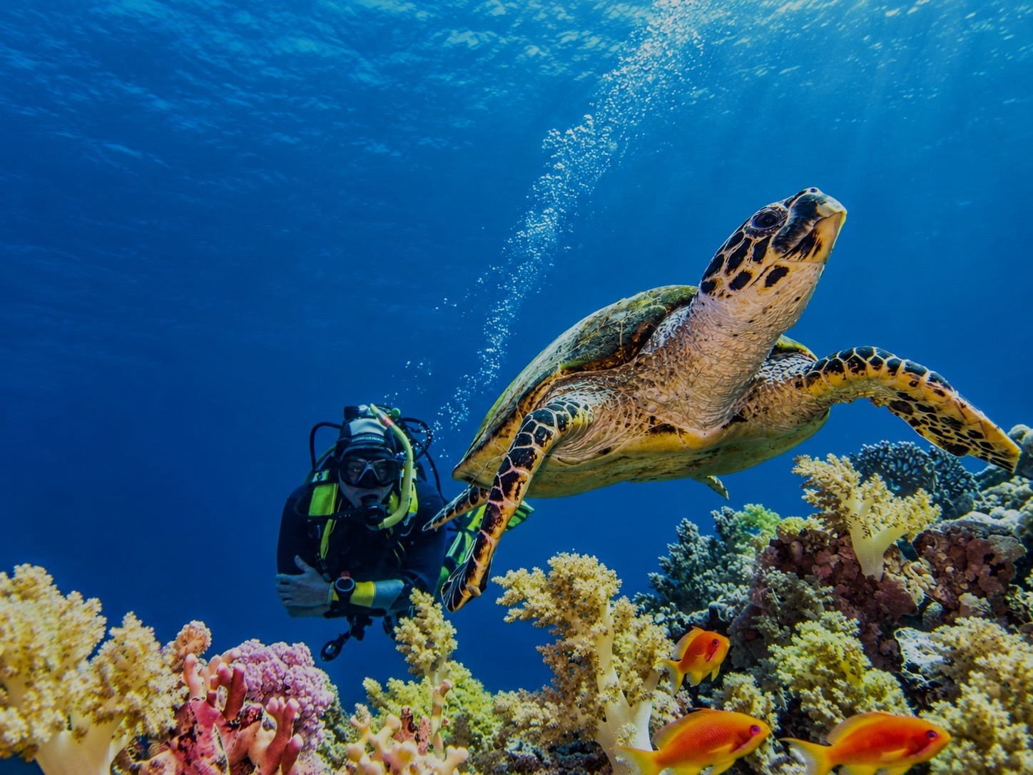 Tortue